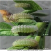 pseud vicrama larva2 volg